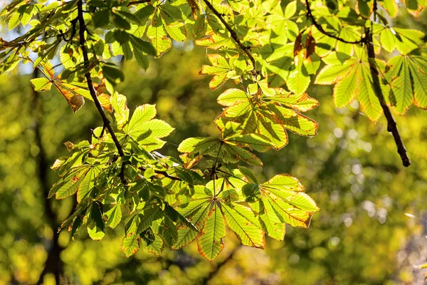 秋季关闭板栗树的叶子 注意浅层景深 — 图库照片