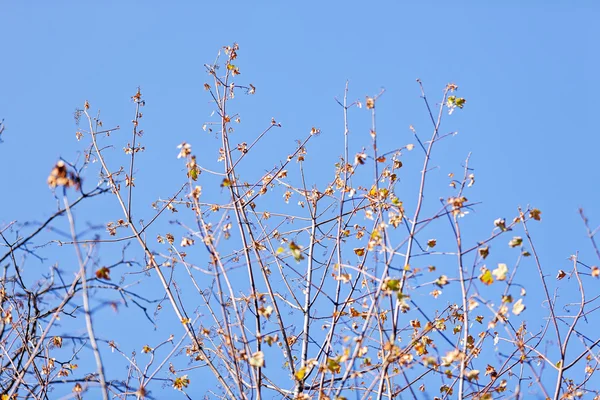 Autunno sui rami degli alberi — Foto Stock