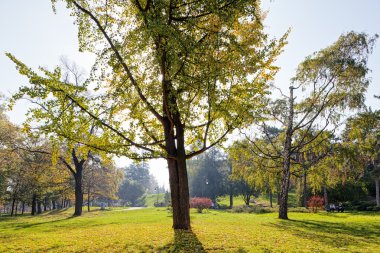 Park Manzaralı ağaç ve onun yaprakları, güneşli bir gün erken sonbahar