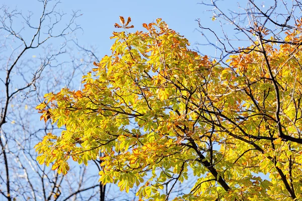 Feuilles de châtaignier — Photo