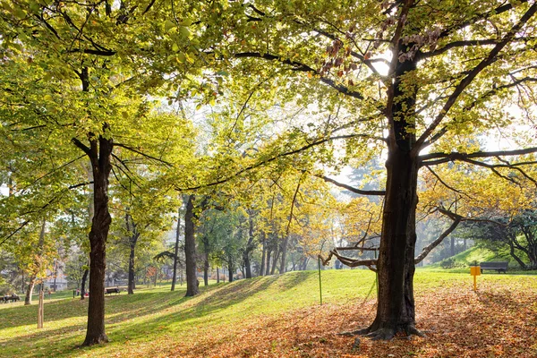 Tidig Höst Parken Med Utsikt Över Träd Och Hans Blad — Stockfoto