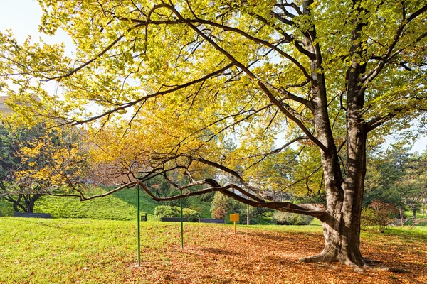 Frühherbst Park Mit Blick Auf Baum Und Blätter Sonniger Tag — Stockfoto