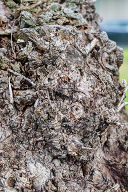 Son derece ayrıntılı eski ağaç kabuğu doku kadar ormandaki kapatın