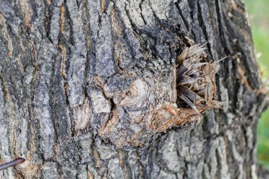 Son derece ayrıntılı eski ağaç kabuğu doku kadar ormandaki kapatın