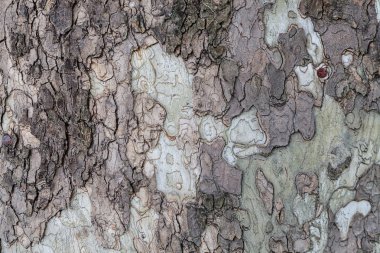 Son derece ayrıntılı eski ağaç kabuğu doku kadar ormandaki kapatın