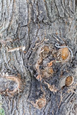 Son derece ayrıntılı eski ağaç kabuğu doku kadar ormandaki kapatın