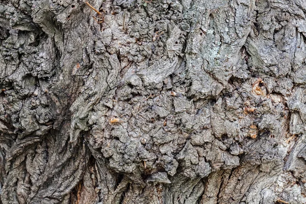 Gros Plan Sur Texture Écorce Vieil Arbre Dans Forêt Très — Photo