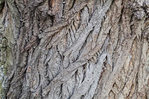 Närbild Gamla Trädet Bark Textur Skogen Mycket Detaljerade — Stockfoto