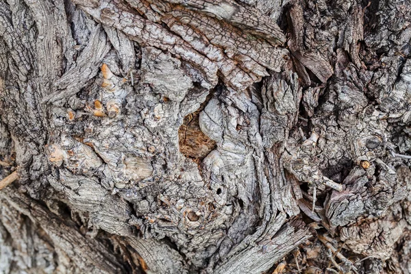 Nahaufnahme Alter Baumrindenstruktur Wald Sehr Detailliert — Stockfoto