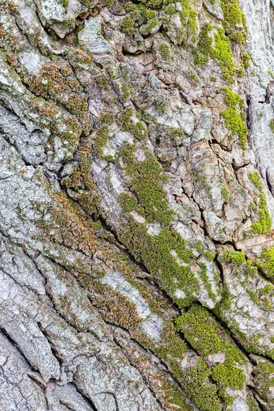 Close up of tree bark structure with the moss in autumn