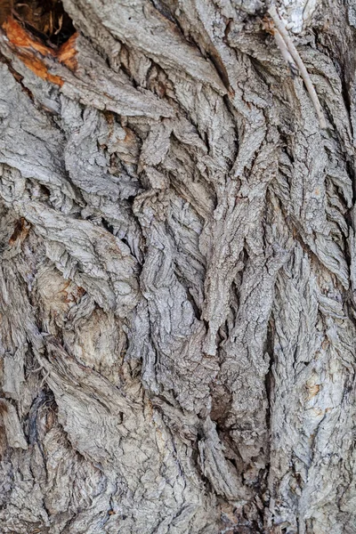 Close Textura Casca Árvore Velha Floresta Altamente Detalhado — Fotografia de Stock