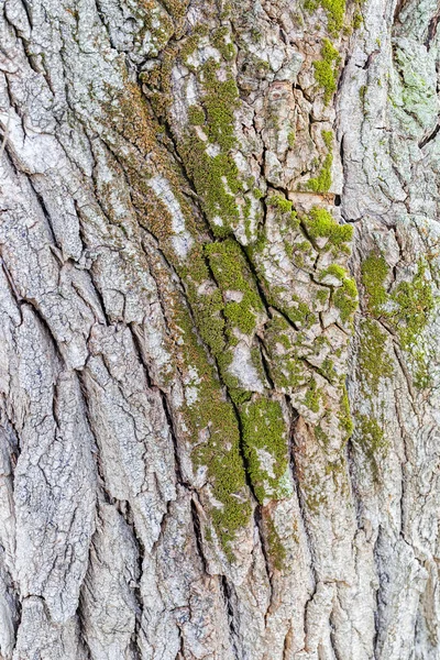 Close up of tree bark structure with the moss in autumn