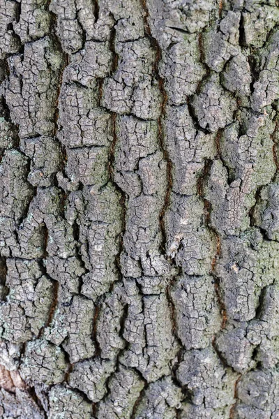 Närbild Gamla Trädet Bark Textur Skogen Mycket Detaljerade — Stockfoto