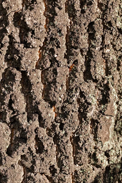 Primo Piano Struttura Corteccia Albero Vecchia Con Ombre Sole — Foto Stock