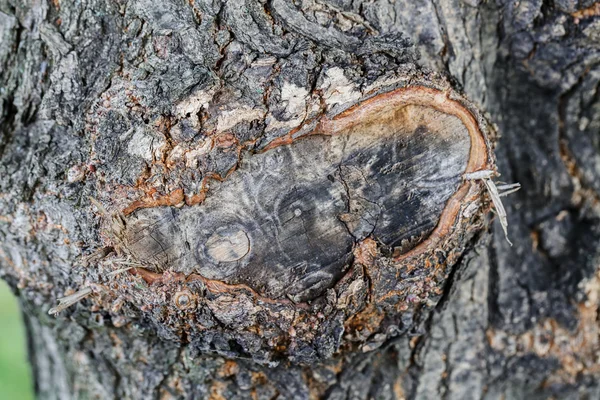 Nahaufnahme Alter Baumrindenstruktur Wald Sehr Detailliert — Stockfoto