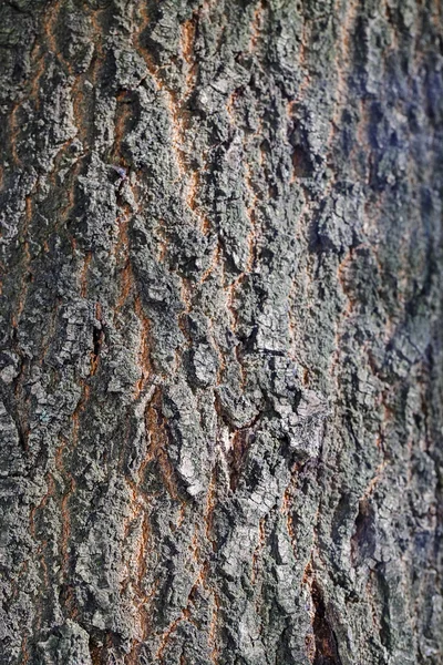 Close Old Tree Bark Texture Forest Highly Detailed — Stock Photo, Image