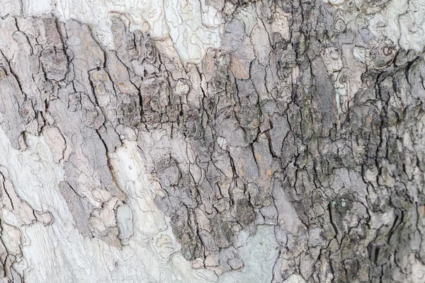 关闭老树皮纹理在森林中 非常详细 — 图库照片