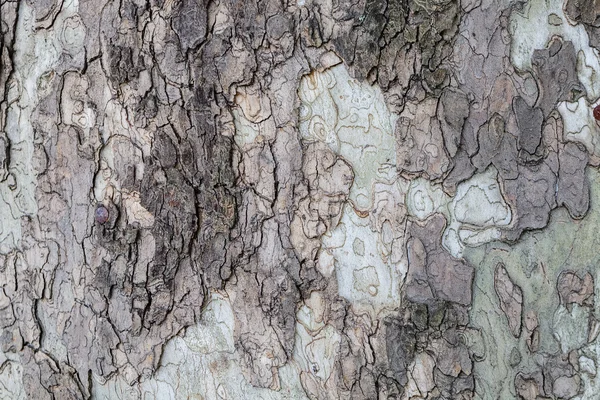 Närbild Gamla Trädet Bark Textur Skogen Mycket Detaljerade — Stockfoto