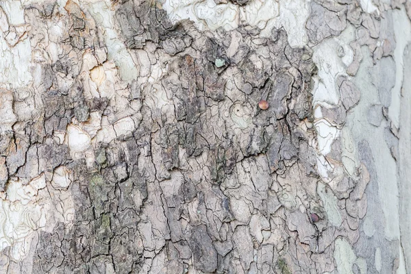 Närbild Gamla Trädet Bark Textur Skogen Mycket Detaljerade — Stockfoto