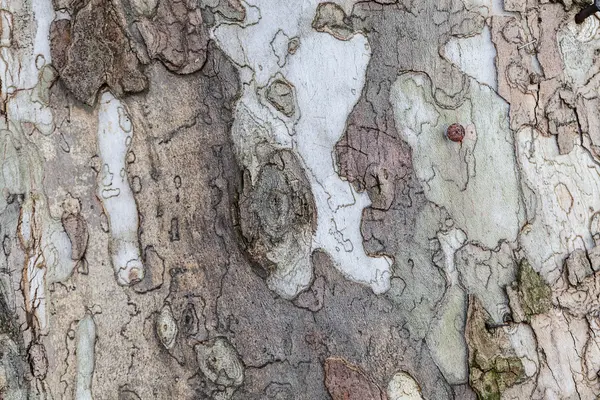 Närbild Gamla Trädet Bark Textur Skogen Mycket Detaljerade — Stockfoto