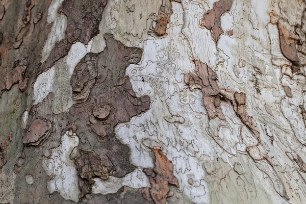 Κοντινό Πλάνο Της Παλιάς Δέντρο Φλοιός Υφή Στο Δάσος Εξαιρετικά — Φωτογραφία Αρχείου