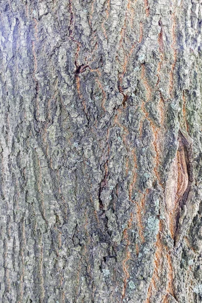 Close Textura Casca Árvore Velha Floresta Altamente Detalhado — Fotografia de Stock