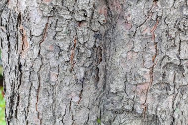 Son derece ayrıntılı eski ağaç kabuğu doku kadar ormandaki kapatın