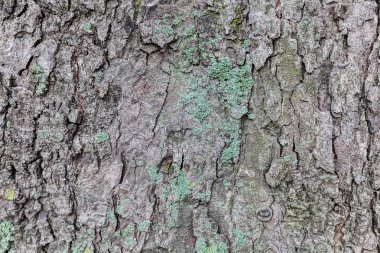 Sonbaharda bir ağaç kabuğu yapısı yosun ile yakından