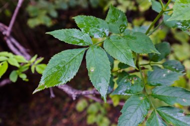 Çiy damlacıkları otlar üzerinde 