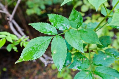 Sonbahar sabahı orman otlar üzerinde taze çiğ damlaları; Not alan sığ derinliği