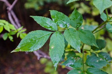 Çiy damlacıkları otlar üzerinde 