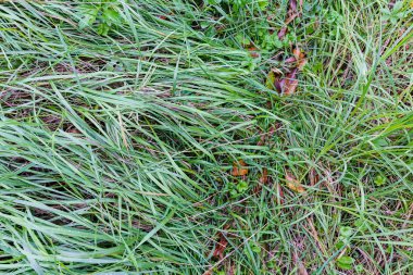 Yerdeki orman yabani ot 