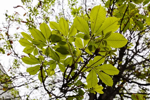Kestane Ağacının Yaprakları Sonbahar Zamanında Kapatın Alan Sığ Derinliği — Stok fotoğraf