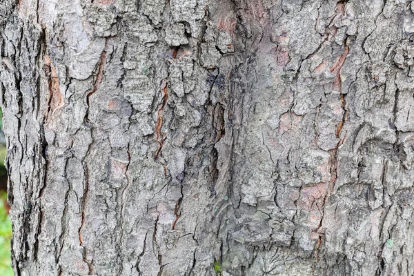 古い木樹皮質感アップ森の中非常に詳細を閉じる — ストック写真