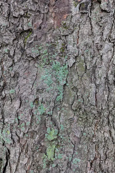 Närbild Bark Trädstruktur Med Mossan Höst — Stockfoto