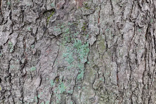 Κοντινό Πλάνο Της Δομή Φλοιός Δέντρου Βρύο Φθινόπωρο — Φωτογραφία Αρχείου