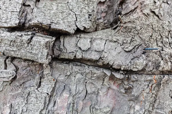 Son Derece Ayrıntılı Eski Ağaç Kabuğu Doku Kadar Ormandaki Kapatın — Stok fotoğraf