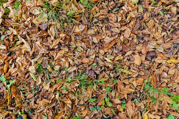 Folhas Outono Caídas Chão Tons Coloridos Observe Profundidade Rasa Campo — Fotografia de Stock