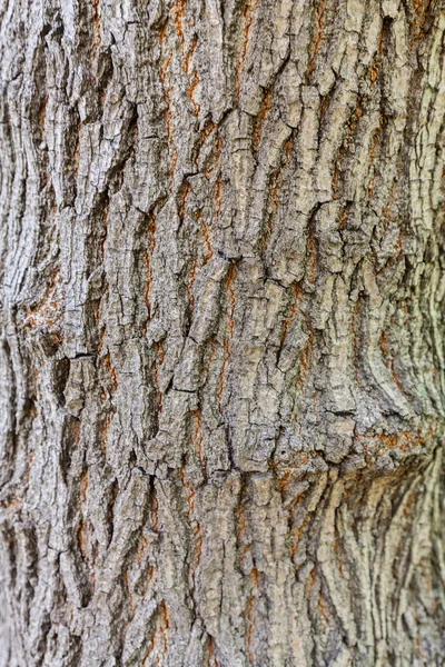 Highly detailed tree bark texture — Stock Photo, Image