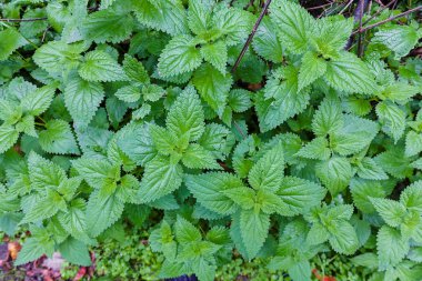 Yeşil ısırgan nettles