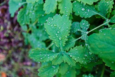 Sonbahar sabahı orman otlar üzerinde taze çiğ damlaları; Not alan sığ derinliği