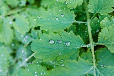 Sonbahar sabahı orman otlar üzerinde taze çiğ damlaları; Not alan sığ derinliği