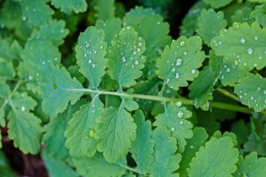 Sonbahar sabahı orman otlar üzerinde taze çiğ damlaları; Not alan sığ derinliği