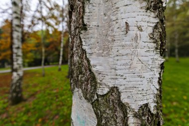 son derece ayrıntılı ağaç kabuğu dokusu