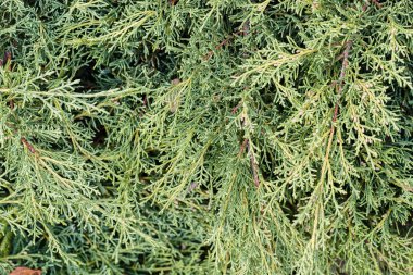 Yaprak dökmeyen ağaçlar dallarını 