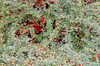 Renkli sonbahar vahşi çalı