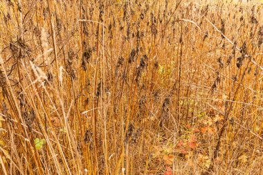 Renkli sonbahar vahşi çalı