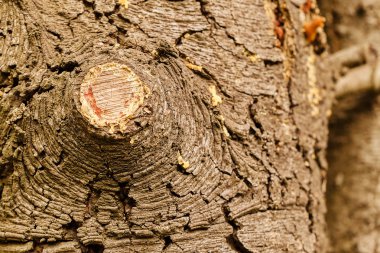 son derece ayrıntılı ağaç kabuğu dokusu