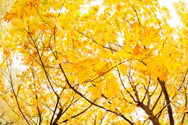 Early autumn in the park