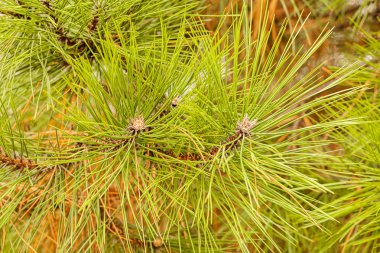 Yaprak dökmeyen ağaçlar dallarını 